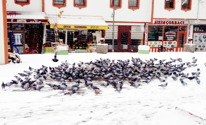 Vatandaşlar, yiyecek bulmakta  güçlük çeken güvercinleri yemliyor