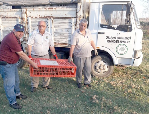 Çorum’da yaban hayvanlarının popülasyonu artırmak amacıyla bin 500 adet kınalı