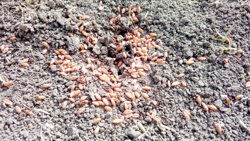 Ekimi yapılan tarlalar en  fazla karıncaları sevindirdi