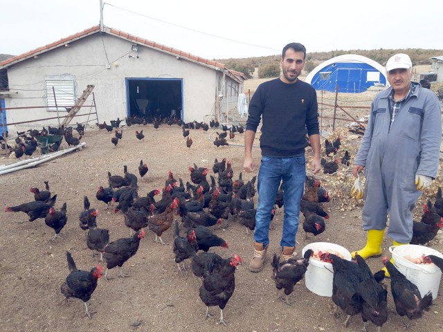 İstanbul’dan geldi tavuk çiftliği kurdu