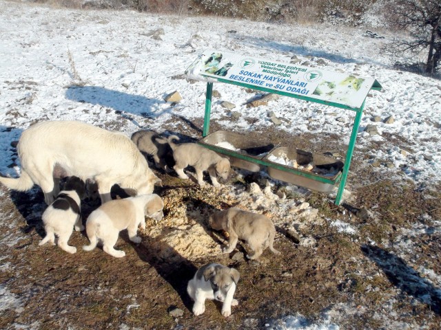 Yozgat Belediyesi soğuk havalarda barınma ve beslenme konusunda güçlük çeken