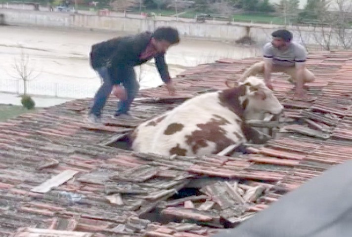 Aydıncık’ta otlarken zeminle aynı seviyede olan samanlığın çatısına çıkan inek,