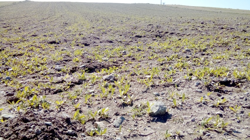 Türkiye’nin önemli tarım bölgelerinden biri olan Yozgat’ta çiftçiler anızlarını alternatif