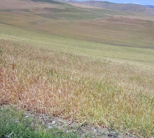 Yozgat’ta dolu, tarım alanlarına zarar verdi