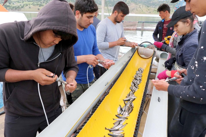 Çekerek Süreyyabey Barajı'nda bulunan alabalık üretme çiftliklerinde çalışan 6 Türkmen