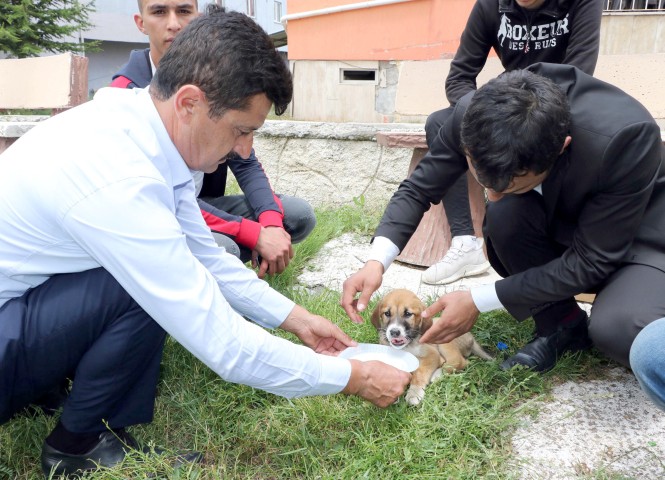 Saraykent’de traktörün çarpıp kaçtığı yavru sokak köpeğinin bulan gençler köpeğin