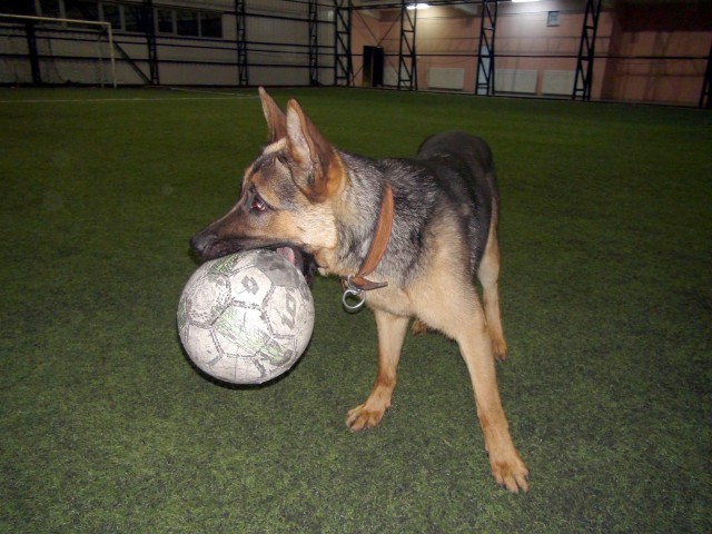 Yozgat’ta Harun Dişlitaş’a ait 'Kral' isimli kurt köpeğinin futbol tutkusu