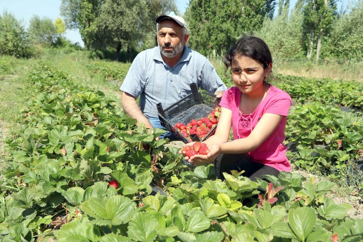 Yozgat’ın Çekerek ilçesi Hamzalı köyünde arpa ve buğdaydan yeterli gelir