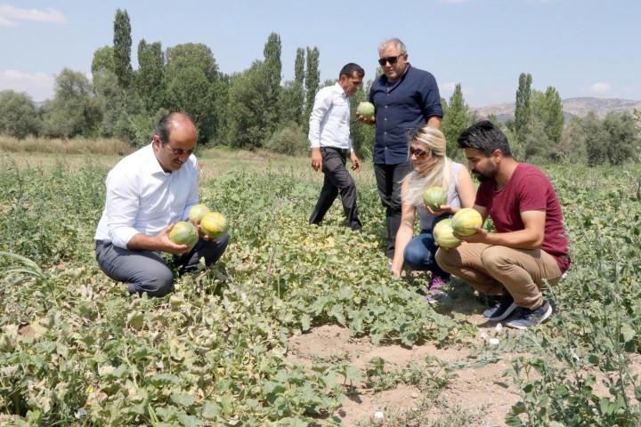 Aydıncık ilçesinde yetişen, değişik aroması ve kokusu dolayısıyla yöre halkı