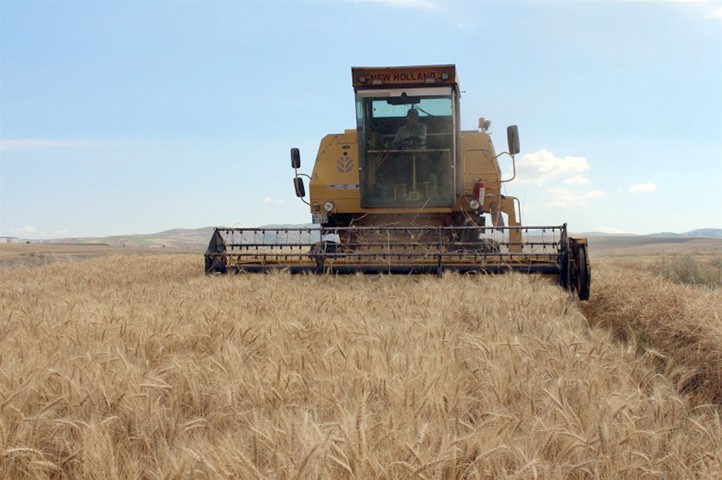 Deneme amaçlı ekilen Buğdayın hasadı yapıldı