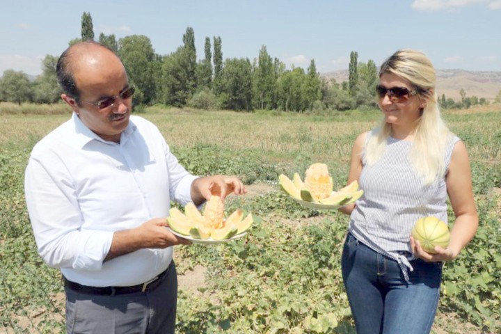 Aydıncık ilçesinde yetiştirilen ve yer muzu diye adlandırılan Bağrıbütün kavununun