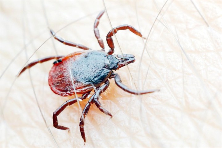 Uzmanlar, önemli halk sağlığı sorunları arasında yer alan ve zehirli