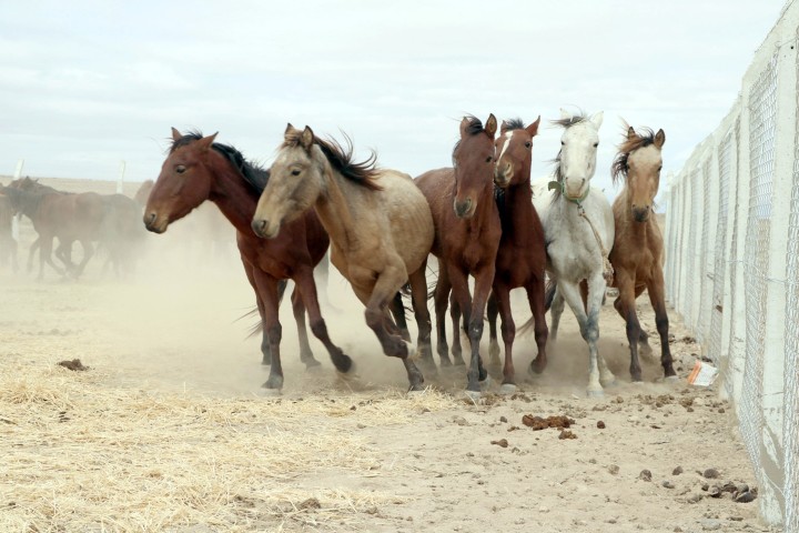 Yılkı atları Kırgızların  elinde evcilleşiyor