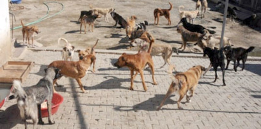 Yerköy Belediyesi, Yerköy Kaymakamlığı, Yozgat Doğayı ve Hayvanları Koruma Derneği,