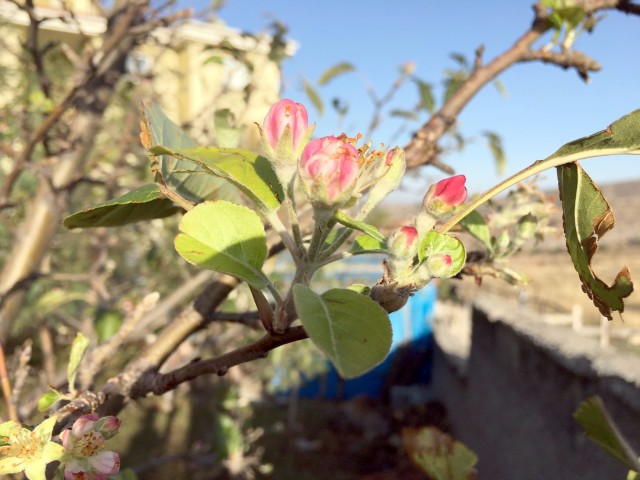 Akdağmadeni’nde Elma ağacı çiçek açtı