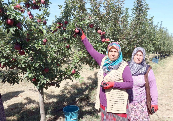 Arpa ve buğdayların yerini devasa meyve bahçelerinin aldığı Kabalı’da elma