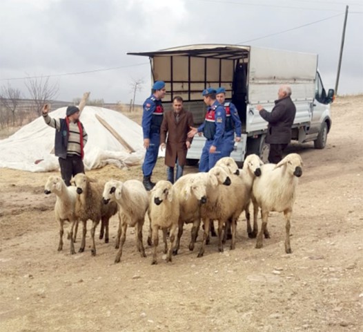 Yozgat’ın Çayıralan ilçesi Konuklar Beldesi’nde küçükbaş hayvan hırsızlığına karıştıktan sonra