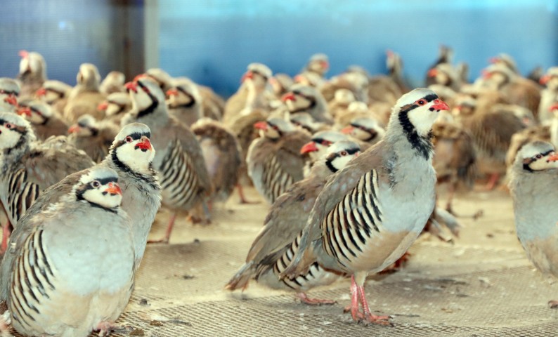Yozgat Doğa Koruma ve Milli Parklar Şube Müdürlüğü Kanatlı Yaban