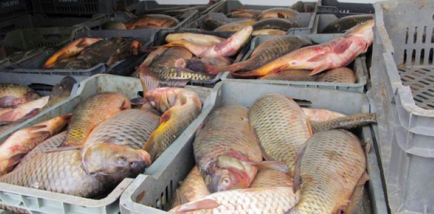 Yozgat İl Tarım ve Orman Müdürü Ziyaattin Özdemir, su ürünleri