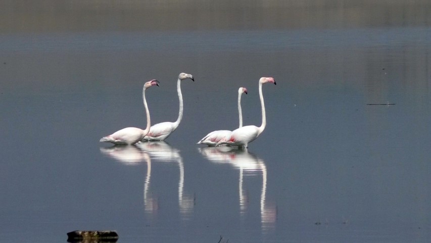 Yozgat’ta bulunan Gelingüllü Baraj Gölü, ilkbaharın gelmesiyle birlikte göçmen kuşların