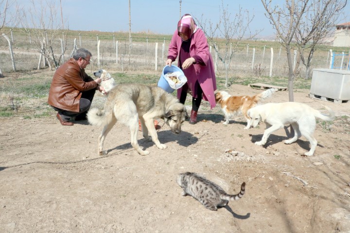 Yerköy ilçesinde yaşayan Galip ve Leyla Gençoğlu çifti, sokakta buldukları