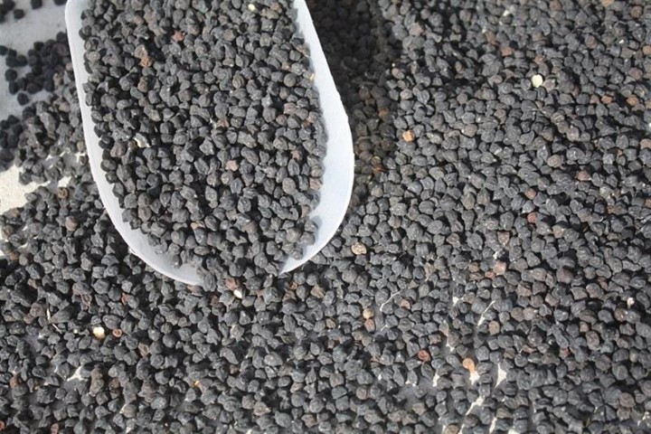 Yozgat’ta en önemli ürünlerinden olan nohutta değişik ve alternatif çeşit