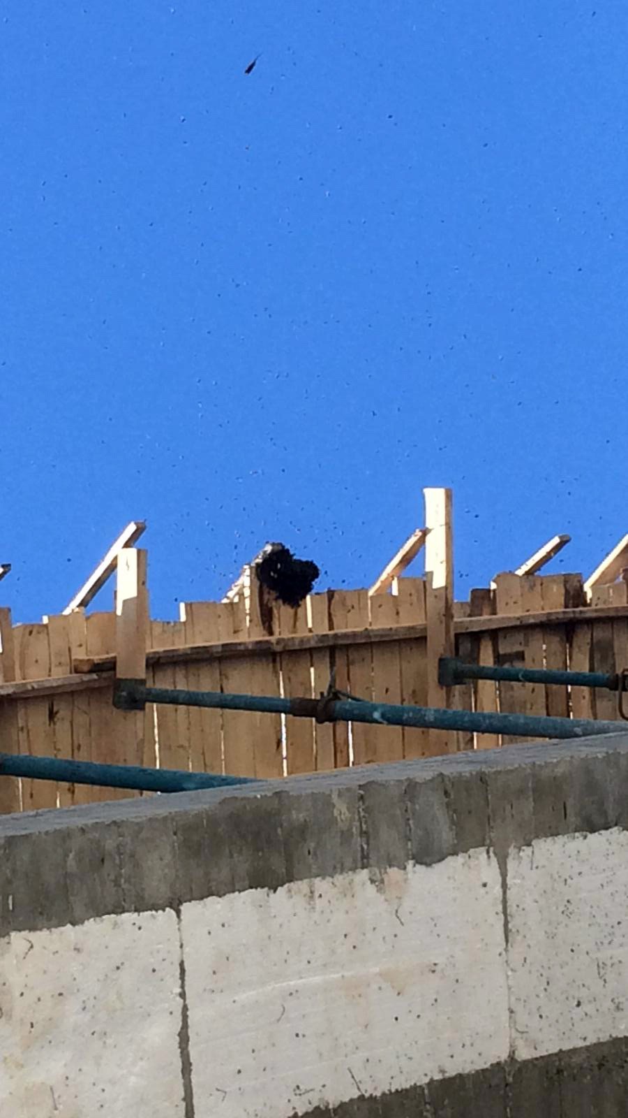 Yerköy’de oğul veren bir arı kolonisi İlçe merkezinde bulunan inşaatın