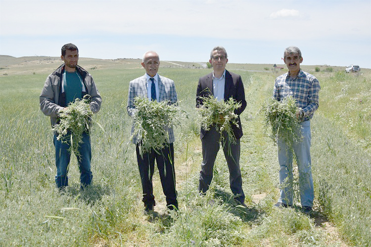 Şefaatli ilçesi Akcami köyünde uygulanan Toprak İşlemesiz Tarım Demonstrasyonunda ekilen