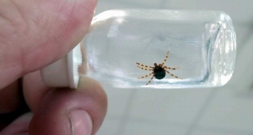 Sağlık Bakanlığı, kene ile bulaşan ve tehlikeli bir enfeksiyon hastalığı