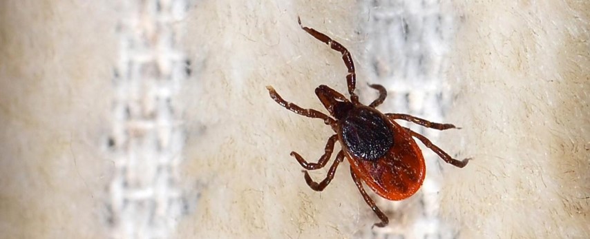 Sivas Cumhuriyet Üniversitesi (SCÜ) Tıp Fakültesi Enfeksiyon Hastalıkları Anabilim Dalı