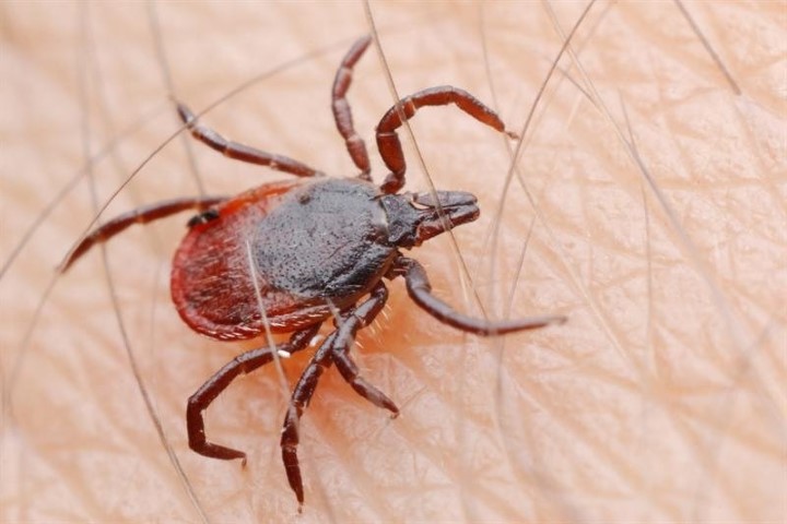 Sağlık Bakanlığı tarafından yayınlanan genelge ile her yıl Mart-Kasım ayları