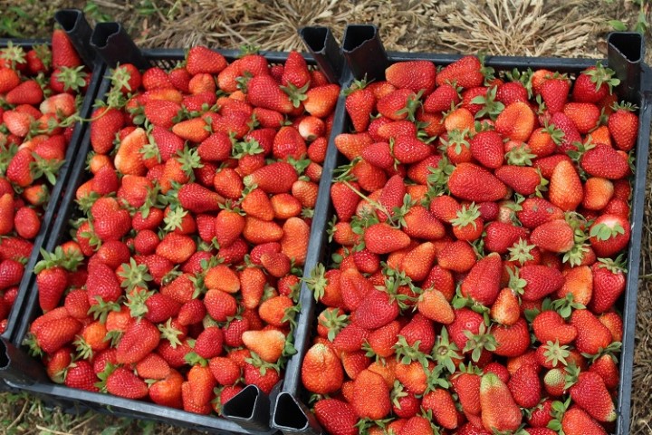 Yozgat Tarım ve Orman Müdürlüğünce KOP TEYAP 2017 kapsamında 2018