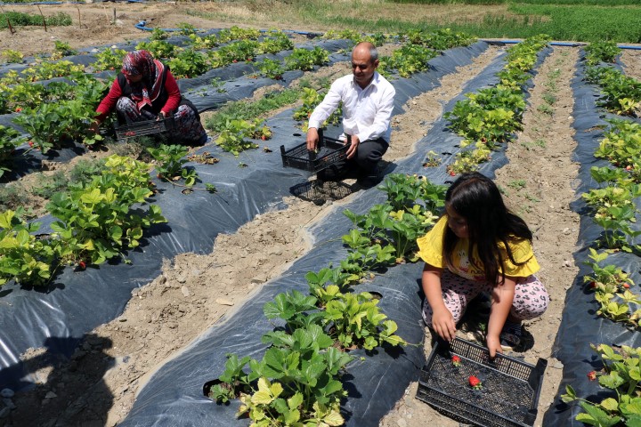 Yozgat İl Tarım ve Orman Müdürlüğü, ilde alternatif ürünlerin ekimini