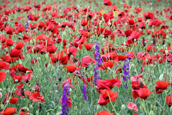Birçok bölgede kendiliğinden yetişen gelincik çiçeği, Yozgat’ta da kızıl ve