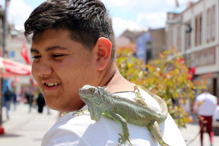 Yozgat’ta 15 yaşındaki Recep Eren Baştürk, kendine alıştırdığı iguanayı Yozgat