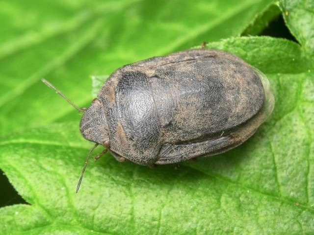 Yozgat İl Tarım ve Orman Müdürlüğü ekipleri ile çiftçiler, Ramazan