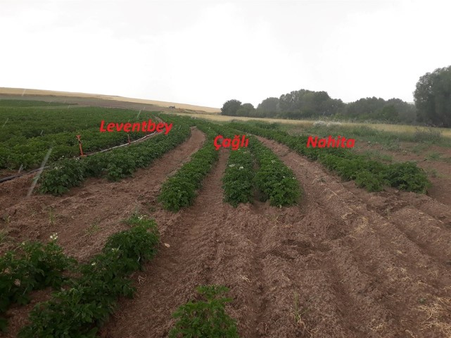 Yozgat Tarım ve Orman İl Müdürü Ziyaettin Özdemir, ekimi yapılan