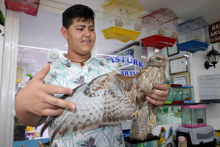 Yozgat’ta bir vatandaşın doğada yaralı halde bulduğu şahin yavrusu tedavi