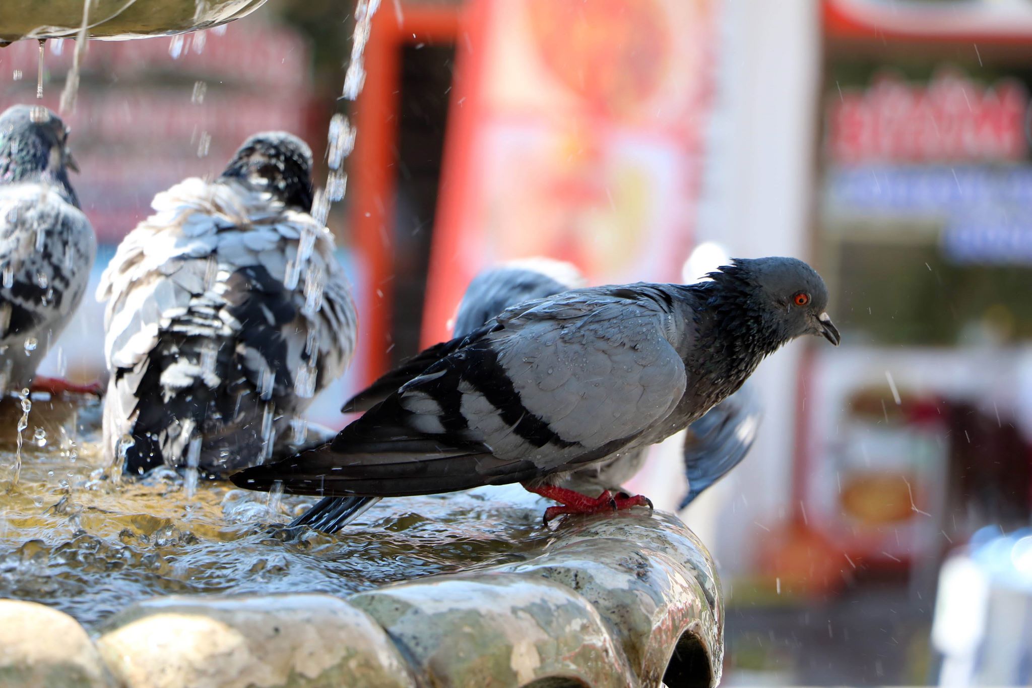 Yozgat’ta Unpazarı Meydanını mesken tutan ve sıcaktan bunalan güvercinler, süs