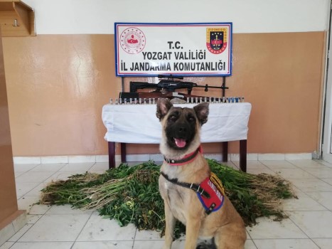 Sorgun ilçesi Dişli köyünde jandarma ekipleri tarafından uyuşturucu imalatı yapılan