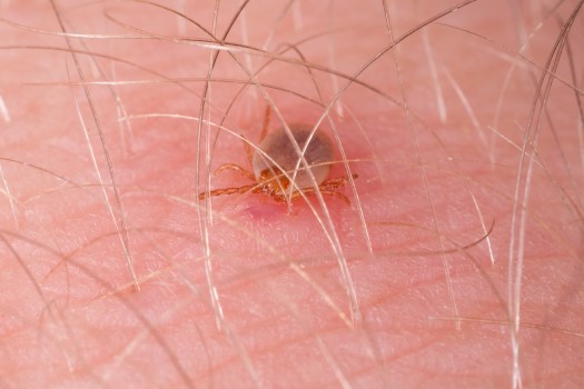 Uzmanlar, yanlış müdahale nedeniyle bulaşma riski artan Kırım Kongo Kanamalı