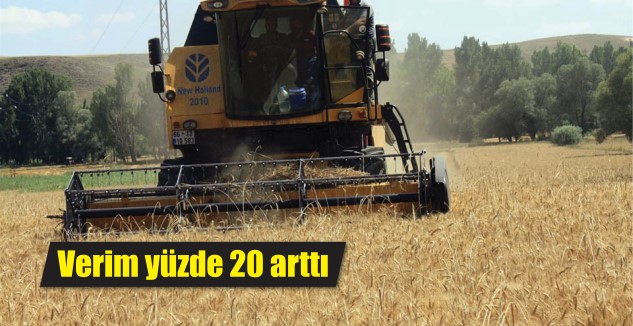 Yozgat’ta deneme amaçlı mikoriza mantarı aşılanarak üretimi yapılan buğdayda yüzde