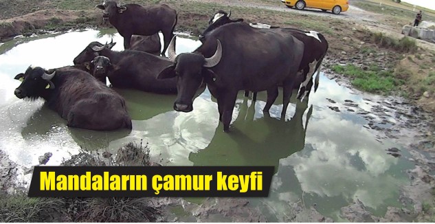 Yozgat’ın merkeze bağlı Yazpınar köyünde mandalar, sulak alanlarda çamurun keyfini