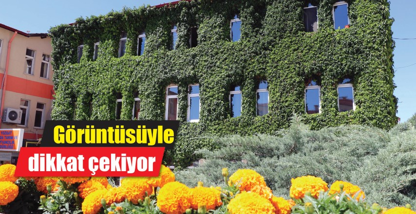 Görüntüsüyle dikkat çekiyor Sarmaşıklarla kaplı olan Yozgat Tarım ve Orman