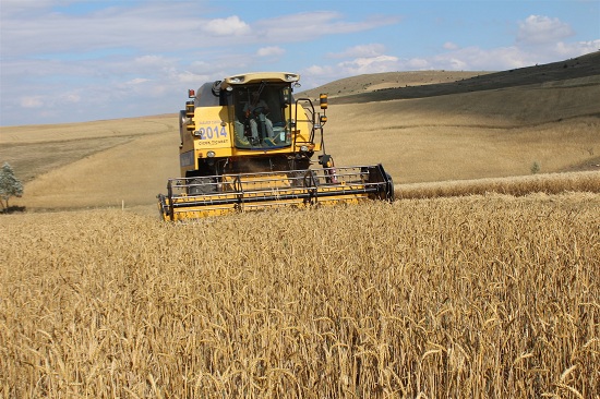 Yozgat Tarım ve Orman Müdürlüğü tarafından, il genelinde yerli buğday