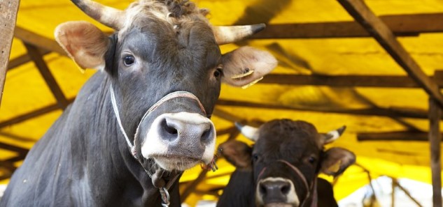 Çevre ve Şehircilik Bakanlığı ekipleri, Kurban Bayramı boyunca kurban satış