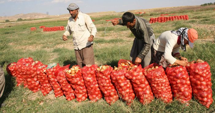 Türkiye’nin önemli tarım bölgelerinden biri olan Yozgat’ın Yerköy İlçesinde soğan