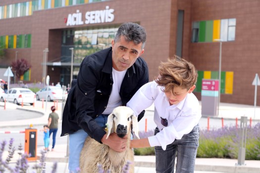 Yozgat’ta sahibinden kaçan kurbanlık koyun, soluğu Yozgat Şehir Hastanesi’nin acil