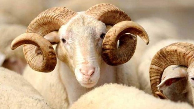 Yozgat Veterine Hekimler Odası Başkanlığı tarafından Kurban Bayramına sayılı günler