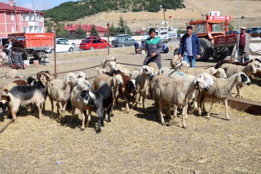 Yozgat hayvan pazarında kurban satışları bayramın birinci günü de devam